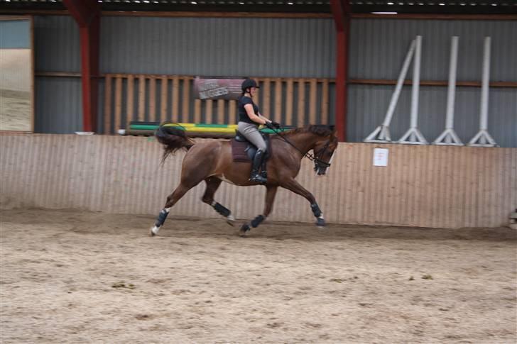 Hollandsk Varmblod Zunita billede 9