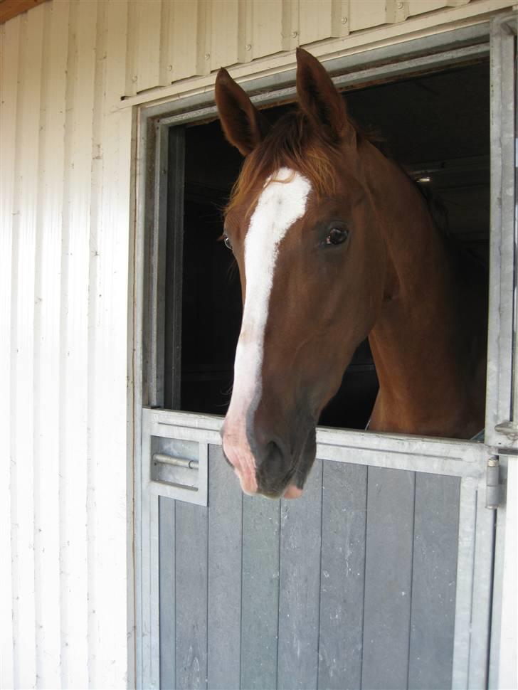 Hollandsk Varmblod Zunita billede 10