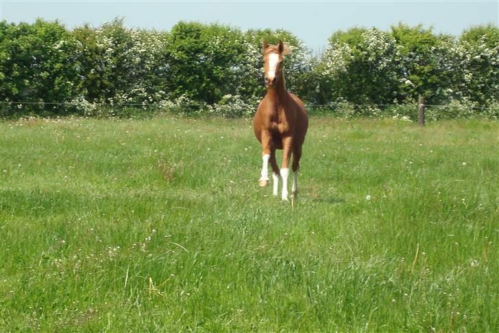 Anden særlig race Stabygårds Misty billede 15