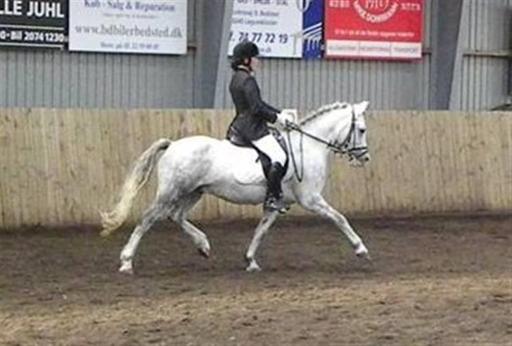 Anden særlig race Stabygårds Atilla (solgt)  R.I.P :( - Foto: Trine C. Elvik billede 19