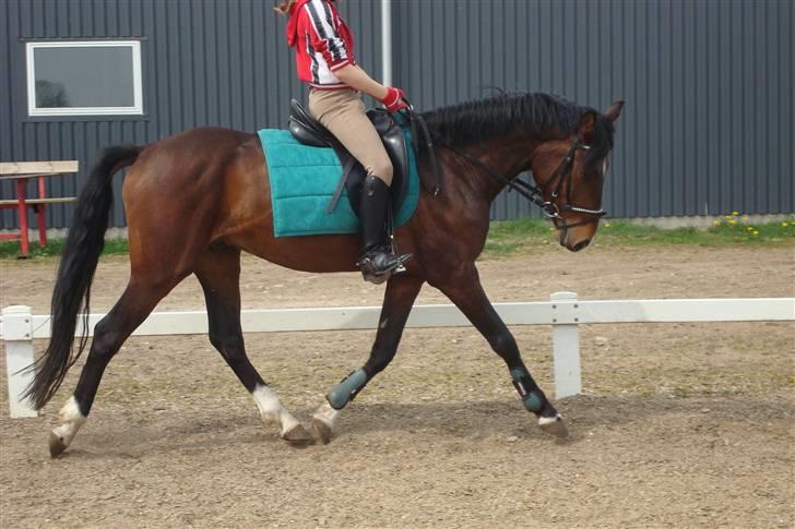 DSP Camerun (solgt) billede 11