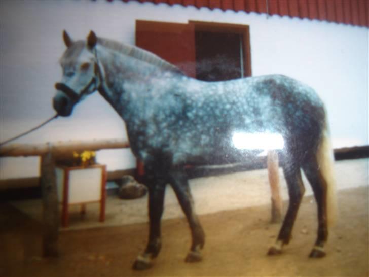 Connemara Dusty SOLGT - sådan så Dusty ud da jeg fik hende <3 billede 9