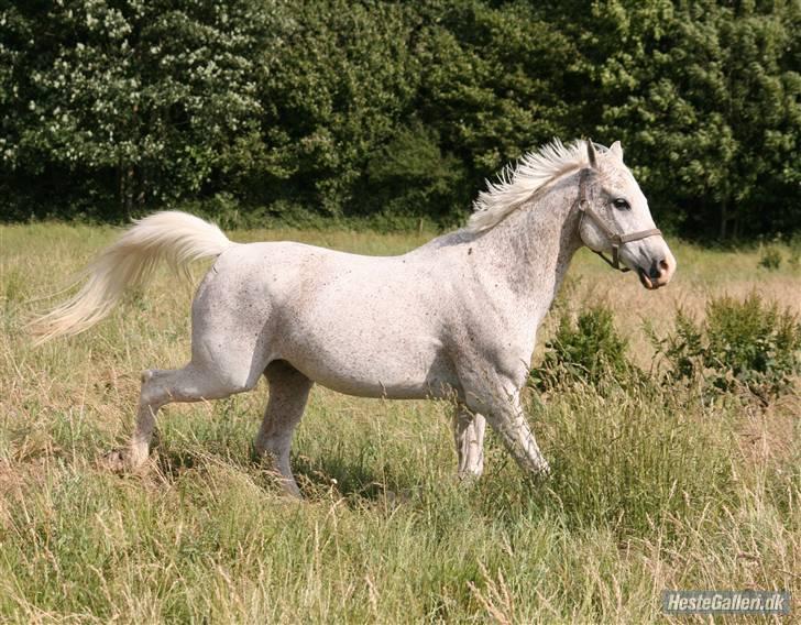 Arabisk fuldblod (OX) kivekas(kiwi)  x-hest - kiwi på fold  foto: Vilsøe billede 5