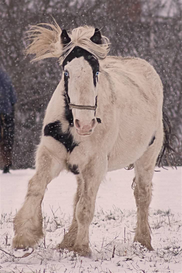 Tinker Paddy Blue ~ Min Soulmate ~ [Himmelhest] - (o: Smid meget gerne en bedømmelse inden i smutter folkens.. Og bedøm gerne lav eller middel.. Tak for denne gang.. (o: billede 20