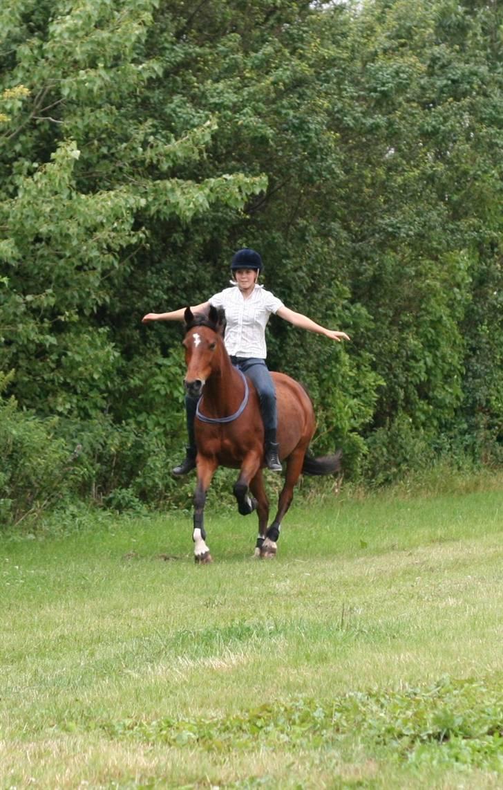 Anden særlig race Aki - # hygge juli 09 billede 1