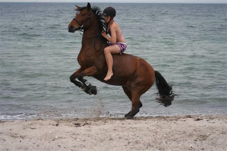 Anden særlig race Aki - # ved vandet juli 09 billede 3