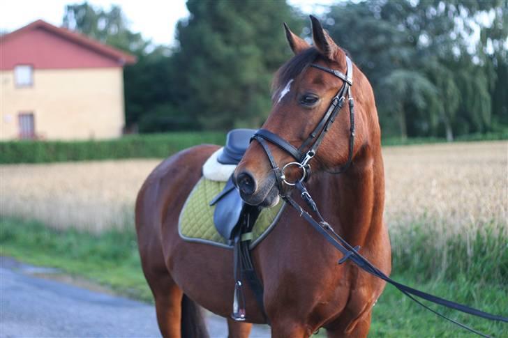 Anden særlig race Aki - # på tur juli 09 billede 7