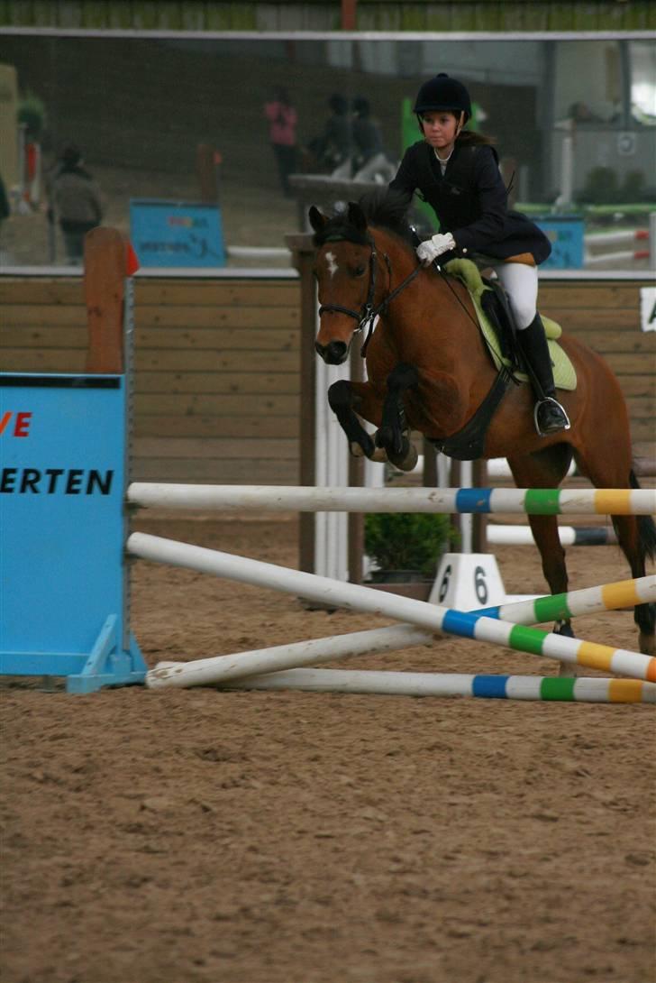 Anden særlig race Aki - # LA april 09 Foto: Jacqueline S. Tversted billede 8