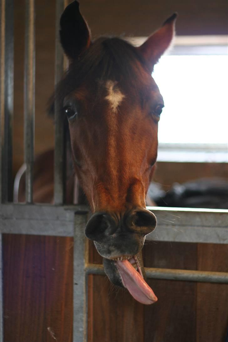 Anden særlig race Aki - # stald juli 09 billede 9