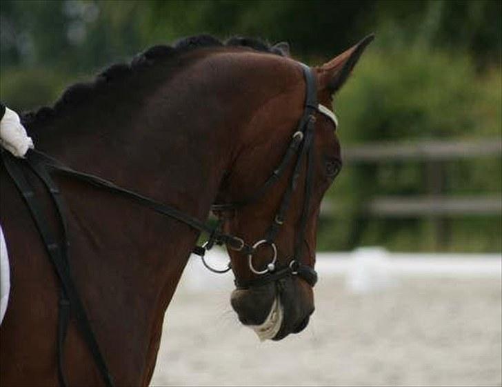 Belgisk Sportspony Kelly billede 20