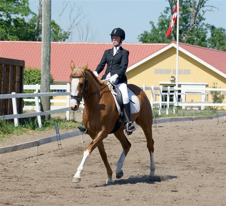 Anglo Araber (AA) Lille Daugårds Hekla <33 - Foto : Stine Christiansen : LB1 klubmesterskab billede 7