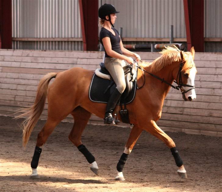 Anglo Araber (AA) Lille Daugårds Hekla <33 - Foto : Sophie MB Andersen: kursus-stævne LA4 billede 8