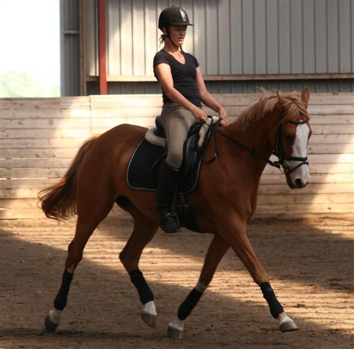 Anglo Araber (AA) Lille Daugårds Hekla <33 - Foto : Sophie MB Andersen: kursus-stævne LA4 billede 9