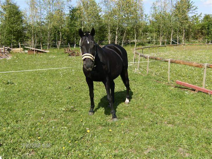 Dansk Varmblod Majsen - Majse hygger i dejligt sommer vejr<3 foto: Mig (CP-foto) billede 8