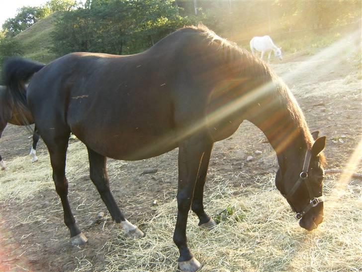 Dansk Varmblod Majsen - My sunshine! ^^ foto: Mig (CP-foto) billede 9