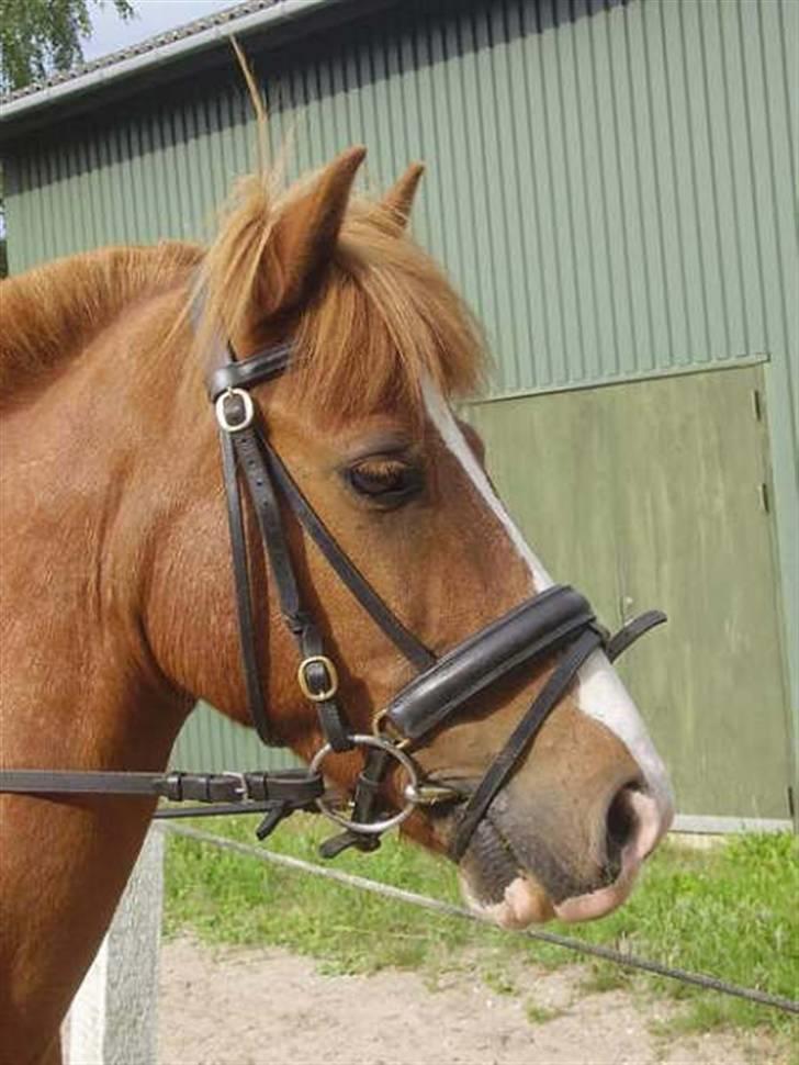 Anden særlig race Laban *solgt* - Laban 1. gang vi så ham billede 5