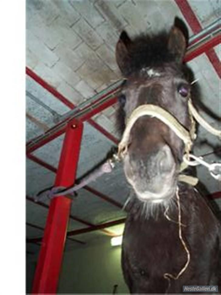 Anden særlig race kosmo R.I.P:( - bøhh ha der fik jeg dig!!!!!!!!!! hihi billede 8