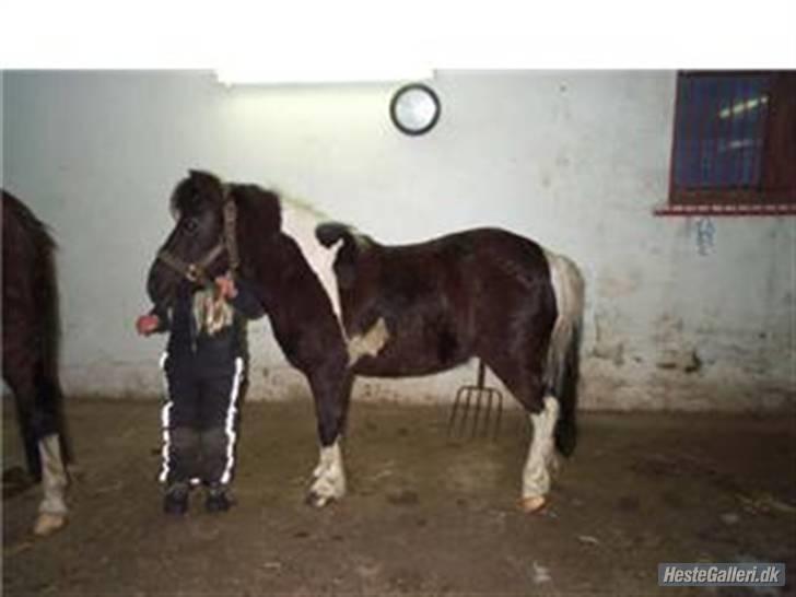 Anden særlig race kosmo R.I.P:( - heii allesammen!! billede 10