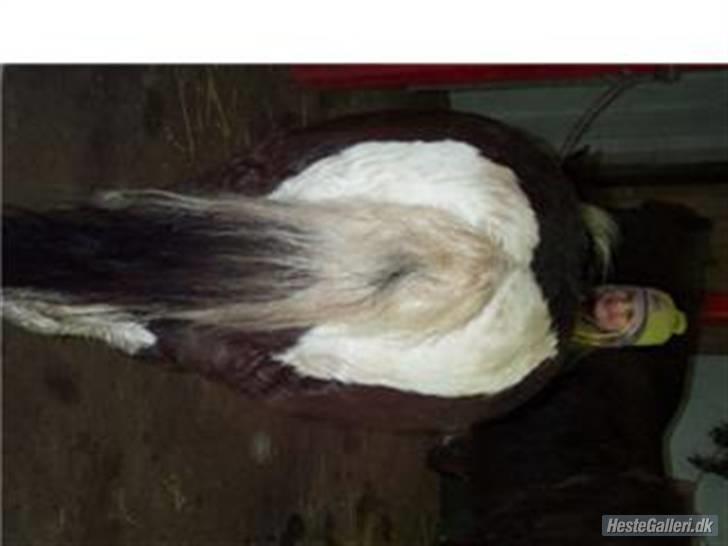 Anden særlig race kosmo R.I.P:( - her er min hjerte formede røv er den ikk pæn??? billede 12