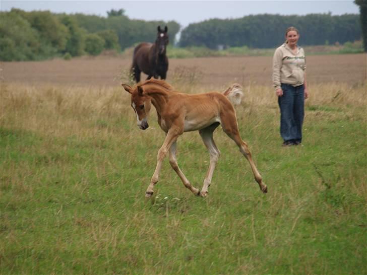 Hannoveraner Xantiago Solgt YEEHAW! billede 1