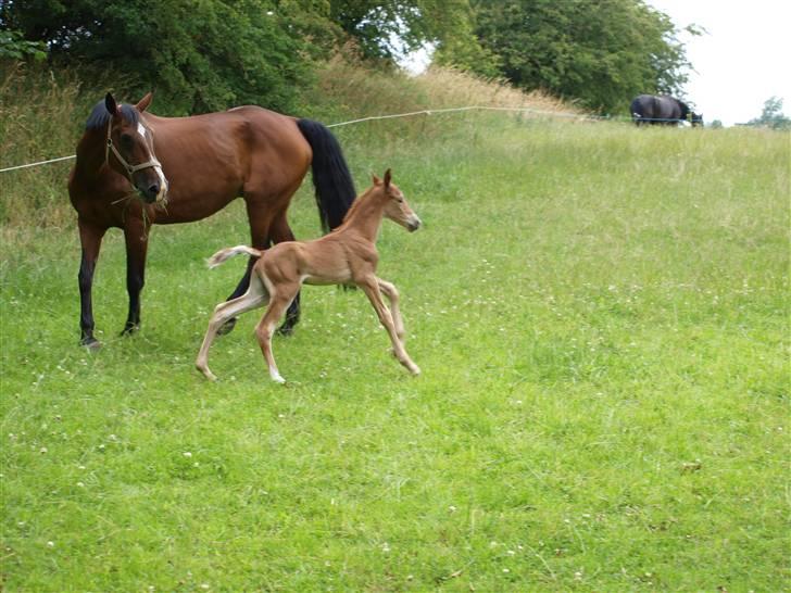 Hannoveraner Xantiago Solgt YEEHAW! billede 2