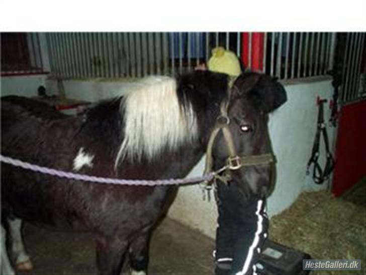 Anden særlig race kosmo R.I.P:( - mig og kosmo billede 14