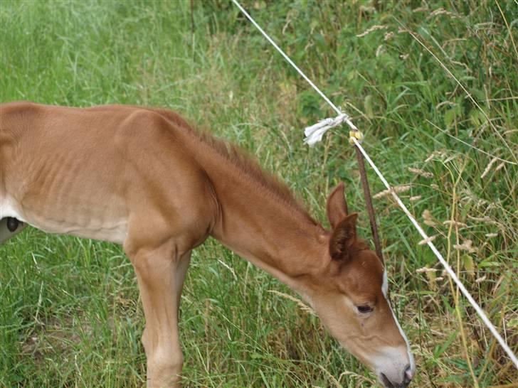 Hannoveraner Xantiago Solgt YEEHAW! billede 3