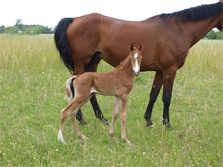 Hannoveraner Xantiago Solgt YEEHAW! billede 4