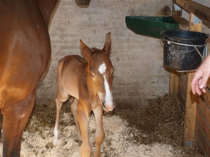 Hannoveraner Xantiago Solgt YEEHAW! billede 5