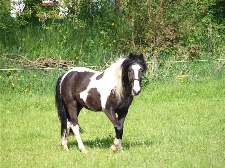 Anden særlig race Mistrall  billede 1