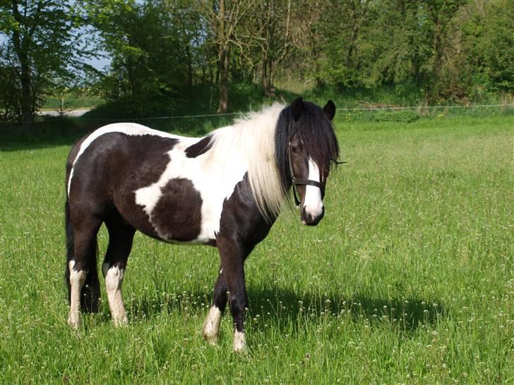 Anden særlig race Mistrall  billede 2