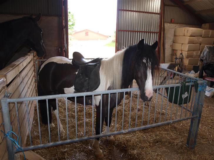 Anden særlig race Mistrall  billede 3