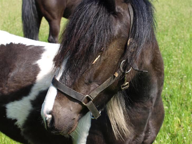 Anden særlig race Mistrall  billede 4