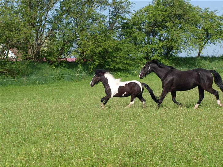 Anden særlig race Mistrall  billede 5
