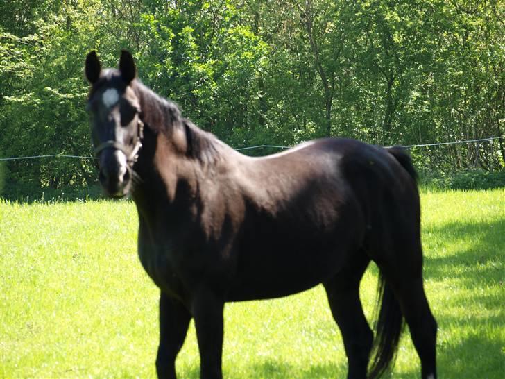 Oldenborg Zsa Zsa R.I.P billede 3