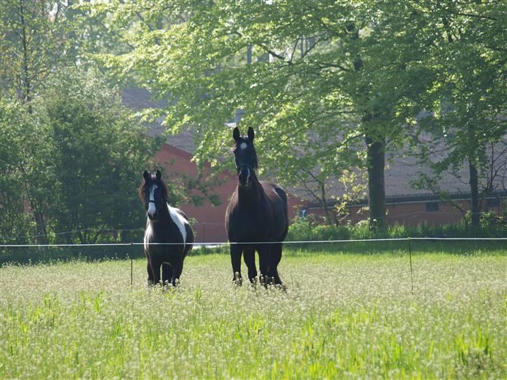 Oldenborg Zsa Zsa R.I.P billede 5