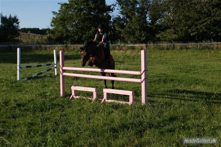 Anden særlig race LUKAS, SOLGT 2010 - Her springer vi så 105 cm. - sejt ;) billede 13