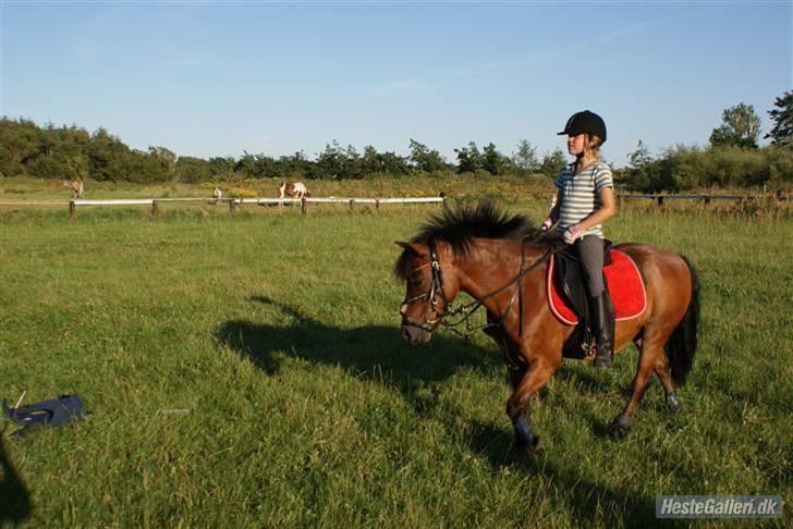 Anden særlig race LUKAS, SOLGT 2010 billede 18