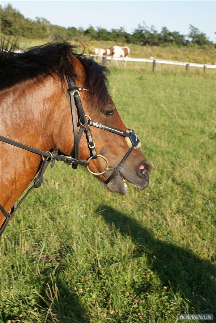 Anden særlig race LUKAS, SOLGT 2010 - Halløj ;) billede 20