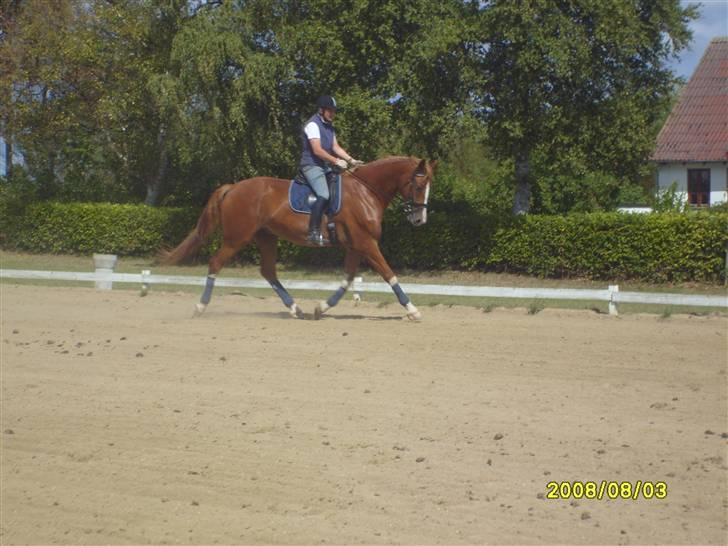 Anden særlig race Webley Brentedal Solgt billede 1