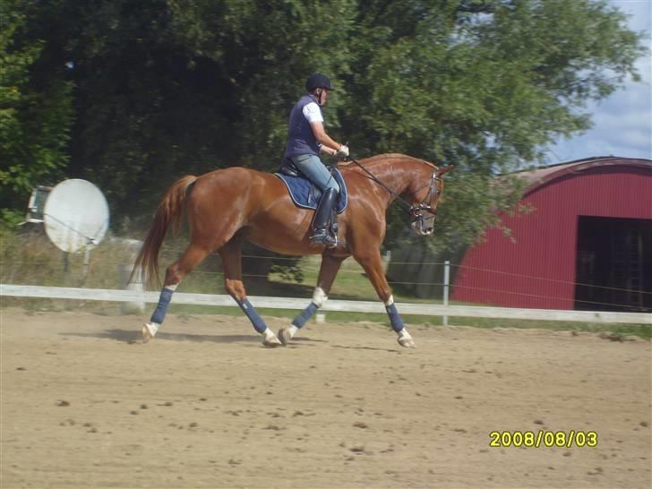 Anden særlig race Webley Brentedal Solgt billede 2