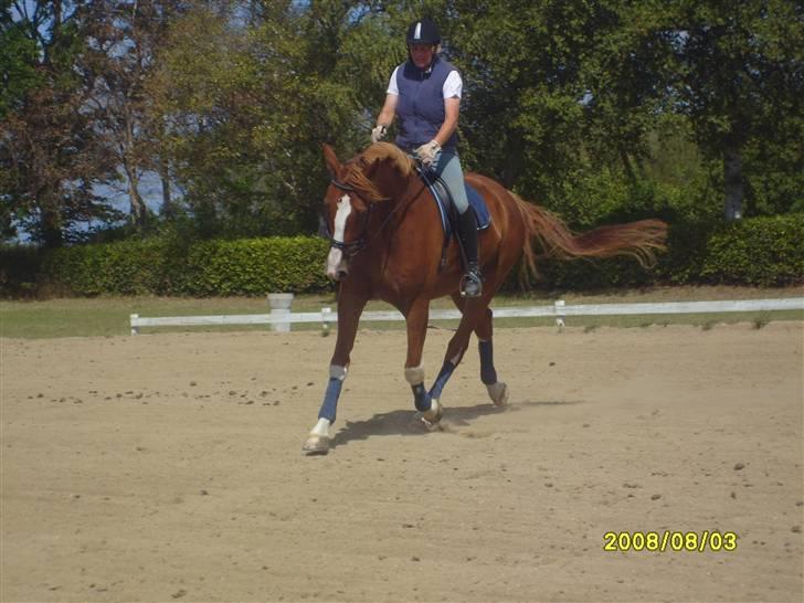 Anden særlig race Webley Brentedal Solgt billede 3