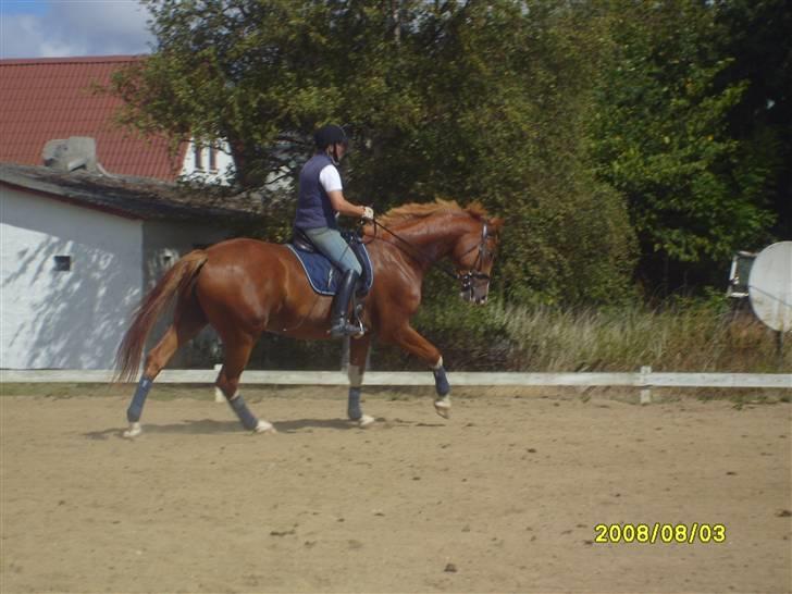 Anden særlig race Webley Brentedal Solgt billede 4