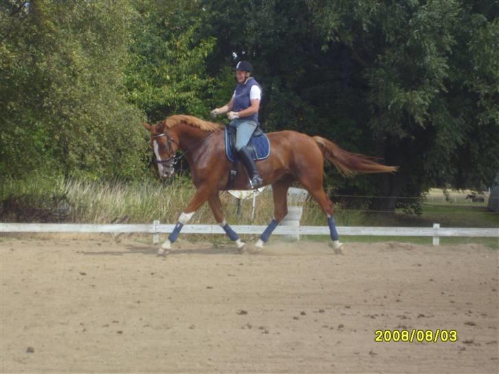 Anden særlig race Webley Brentedal Solgt billede 5