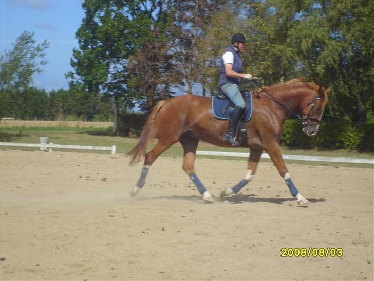 Anden særlig race Webley Brentedal Solgt billede 6