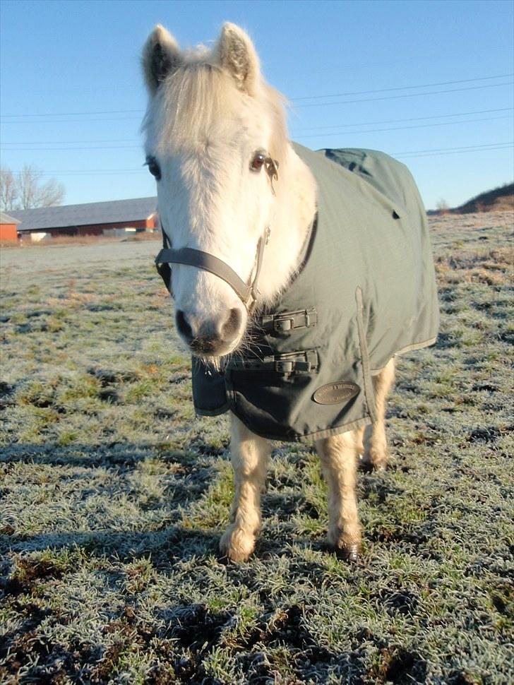 Dartmoor Kitti / Nekita frydenlund - Kitti en frostvejrs dag... billede 10