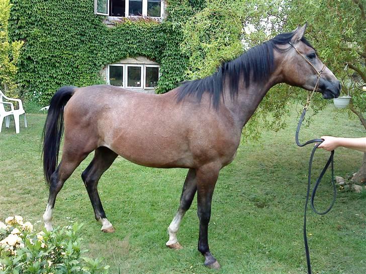 Arabisk fuldblod (OX) Amadeus "R.I.P ;( - fotograf line tømmerup billede 5