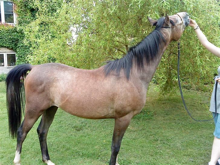 Arabisk fuldblod (OX) Amadeus "R.I.P ;( billede 6