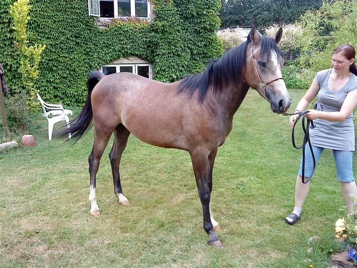 Arabisk fuldblod (OX) Amadeus "R.I.P ;( billede 7