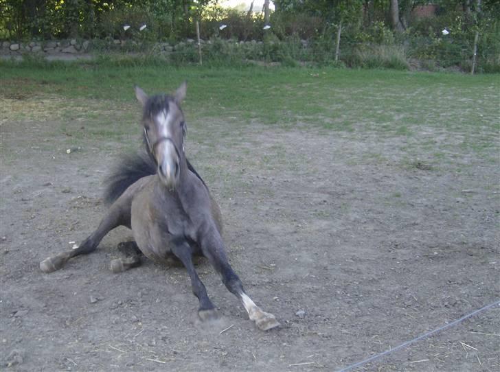 Arabisk fuldblod (OX) Amadeus "R.I.P ;( billede 8